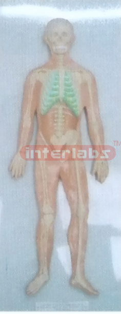 HUMAN HALF SKELETON HALF ANATOMY SYSTEM WOODEN PLATE (B TYPE)